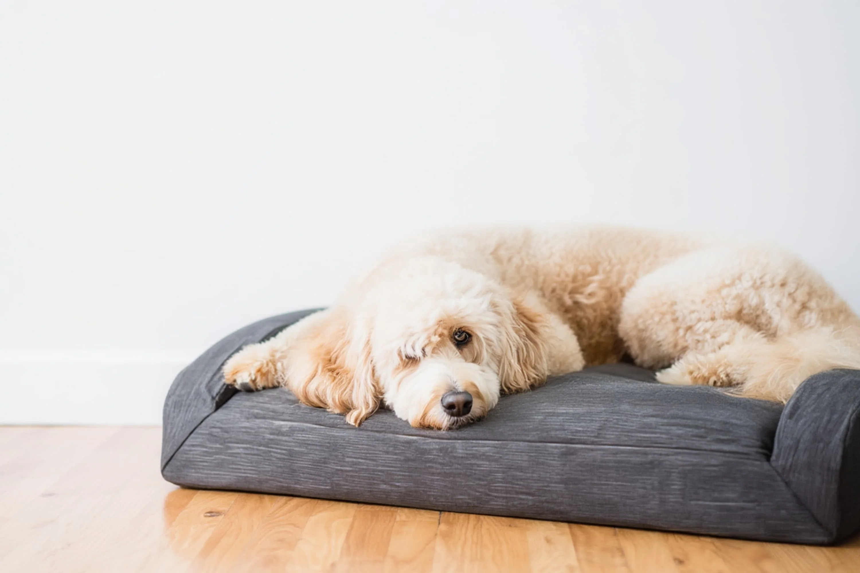 Dog Bed Lounger - Image 10
