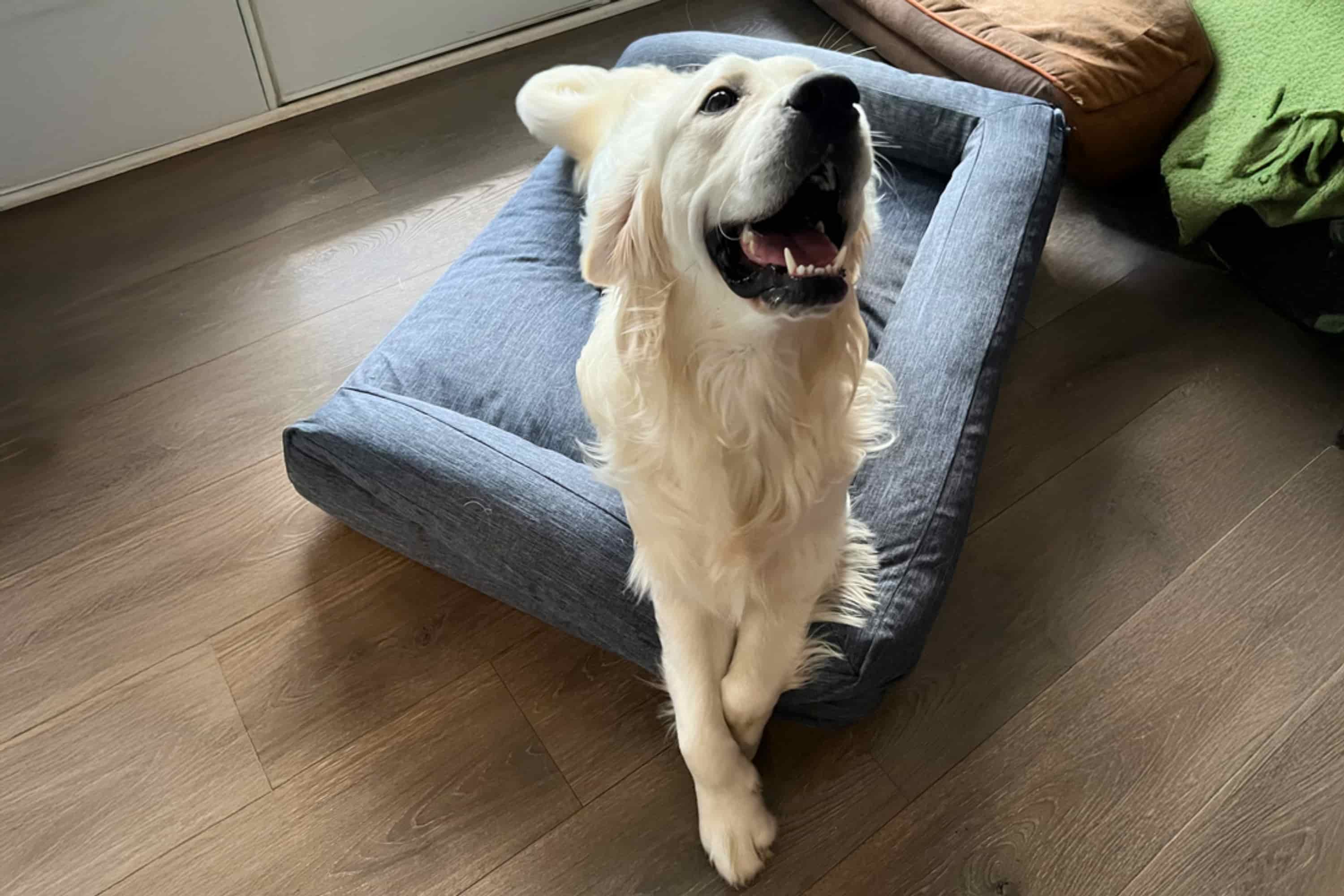Dog Bed Lounger - Image 46
